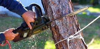 Reliable Cherryville, NC Tree Removal Solutions